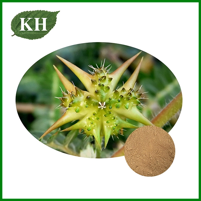 Tribulus Terrestris Extract Powder